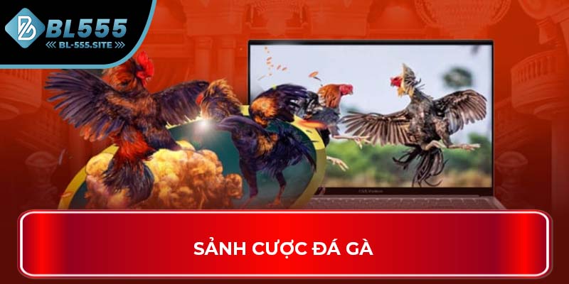 Sảnh cược đá gà